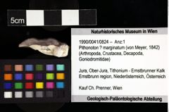 Foto (Objket + Etiketten) von Pithonoton ? marginatum (von Meyer, 1842) 